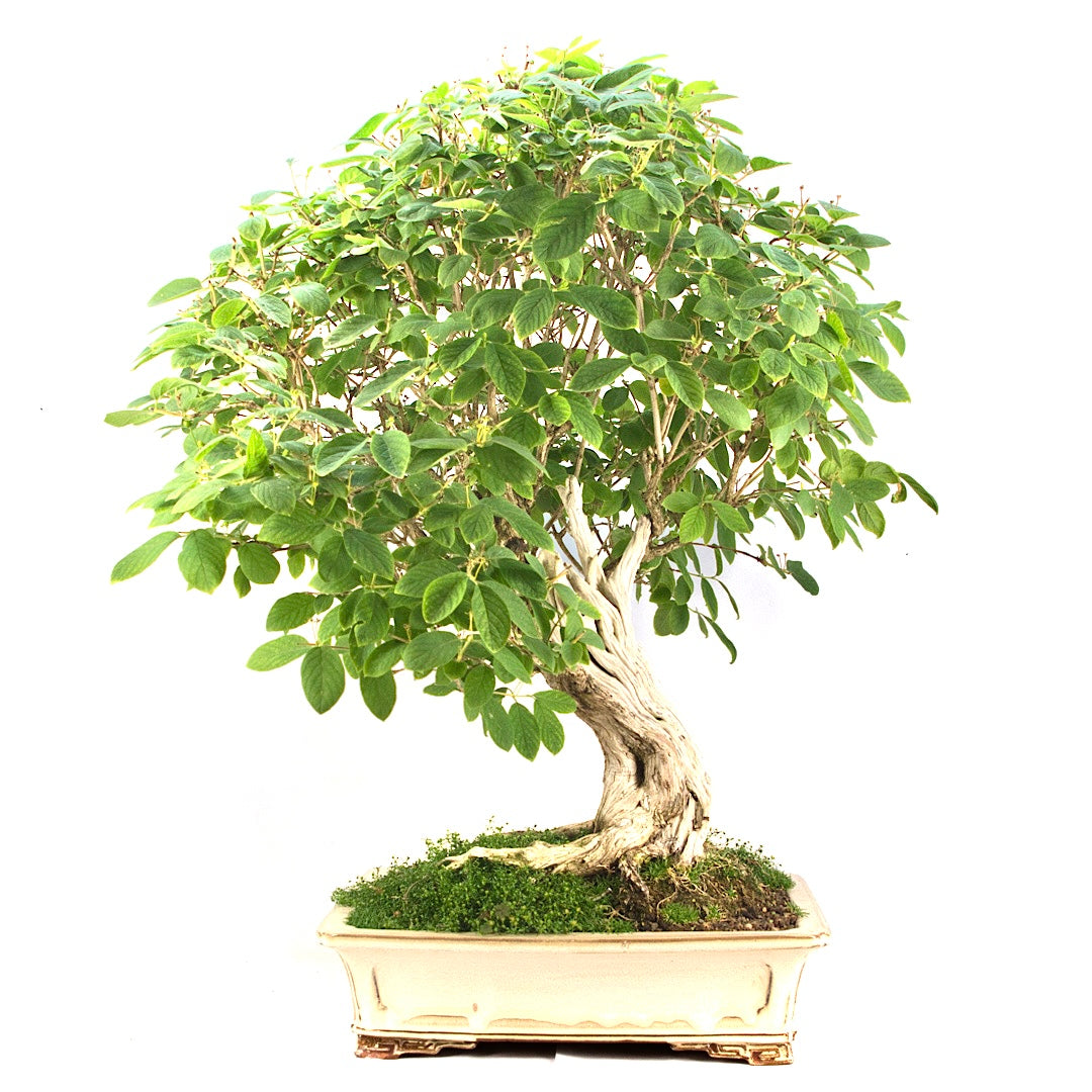 Heckenkirsche 'Lonicera xylosteum'